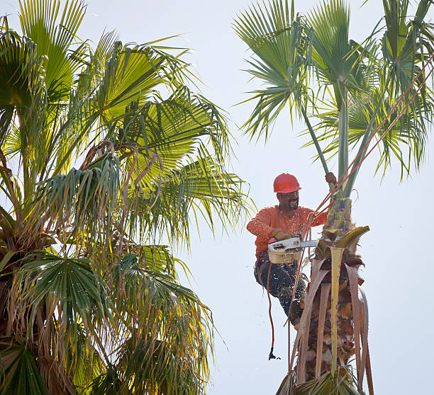 Trusted Pond Creek, OK Tree Service Experts